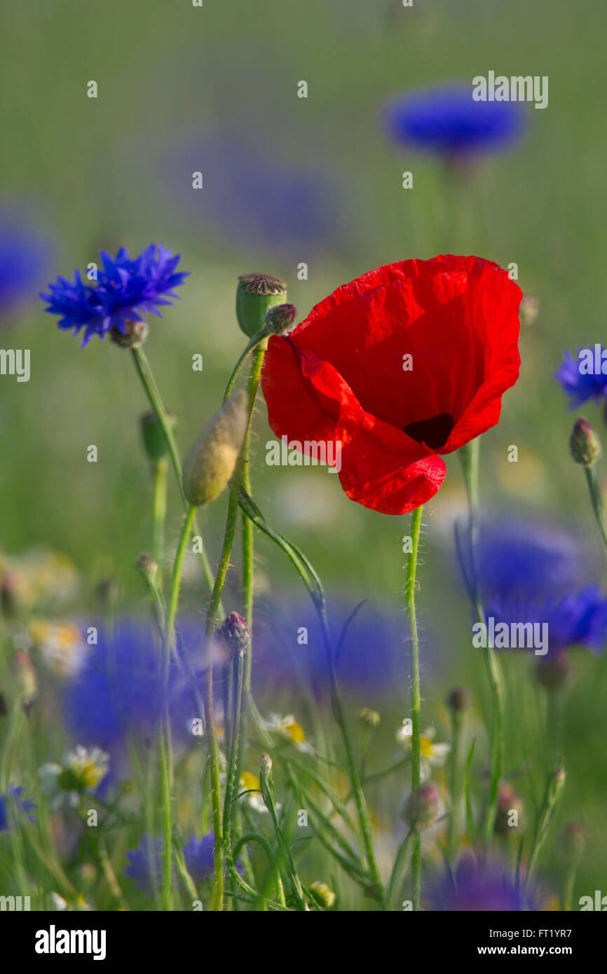 Klatschmohn / roter Mohn (Papaver Rhoeas) und Kornblumen / Schmeißfliegen (Centaurea Cyanus) blühende Wiese im Sommer Stockfoto