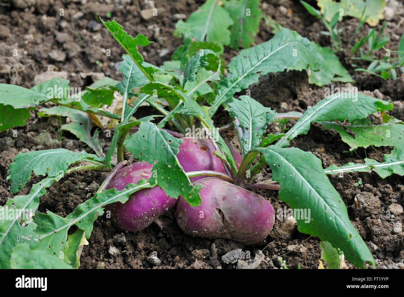 Rapa ernte feld uk -Fotos und -Bildmaterial in hoher Auflösung – Alamy