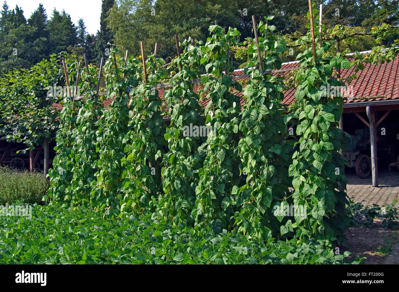 Beanpoles mit flachen Bean / Helda Bohne / Romano Bohnen Pflanze im