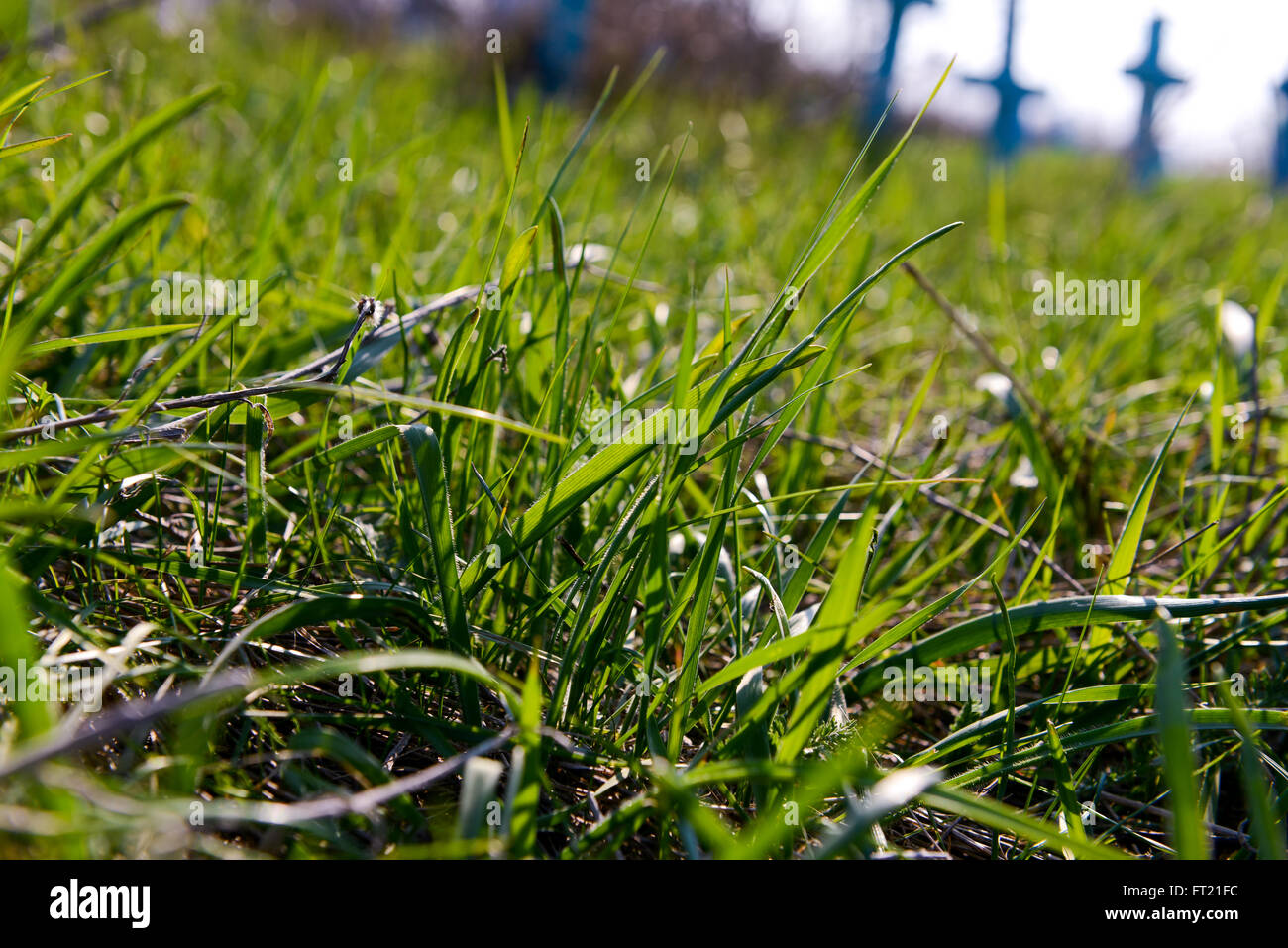 Grüner Rasen mit wieder Tageslicht Stockfoto