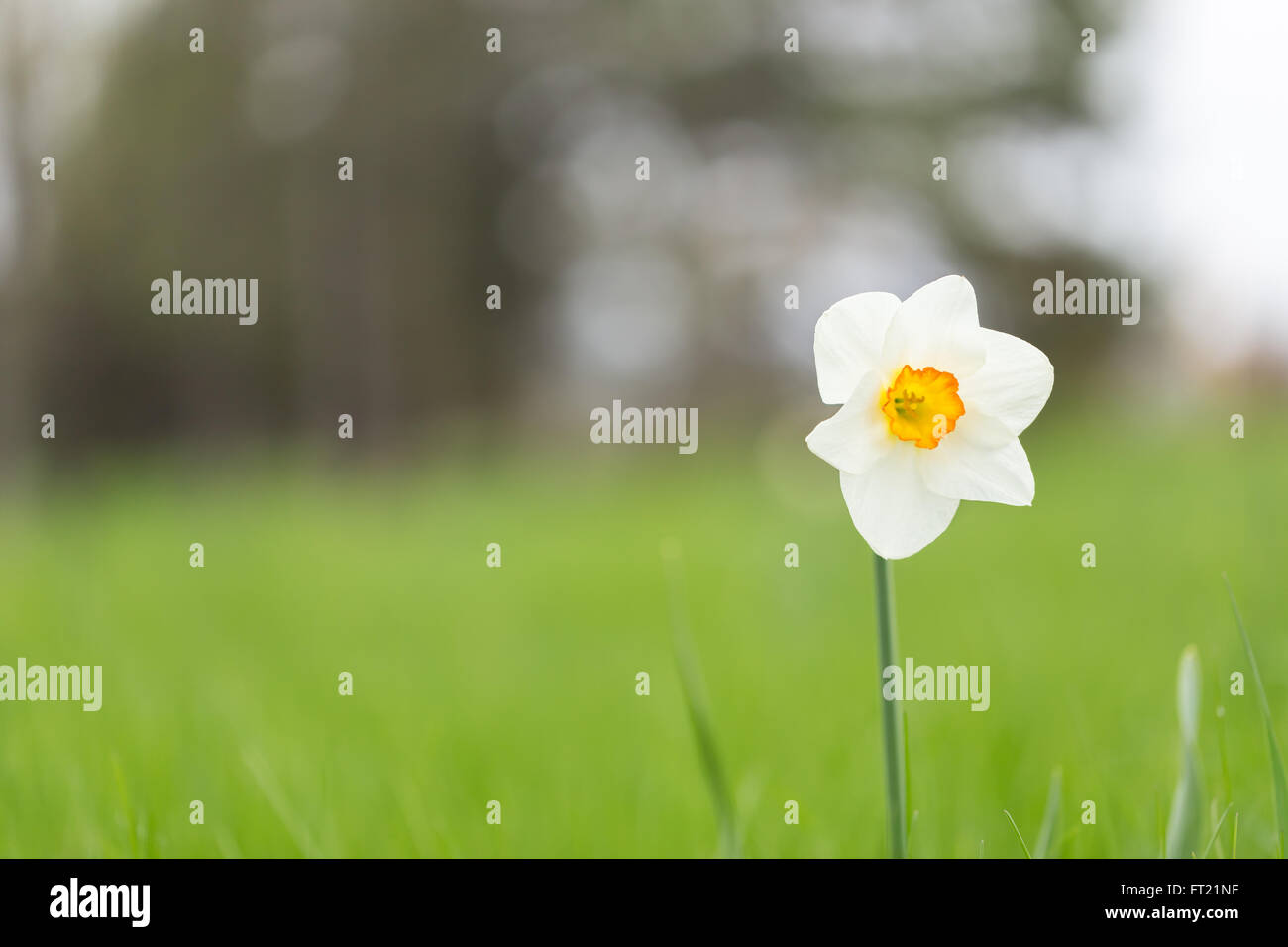 Einsame Blume in einer grünen Landschaft Stockfoto