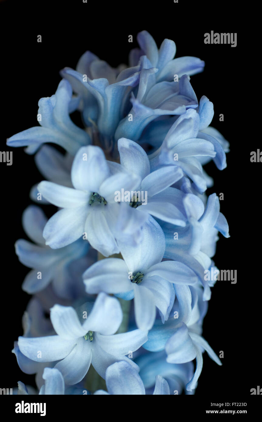Hyazinthe blaue Blume auf einem schwarzen Hintergrund Stockfoto