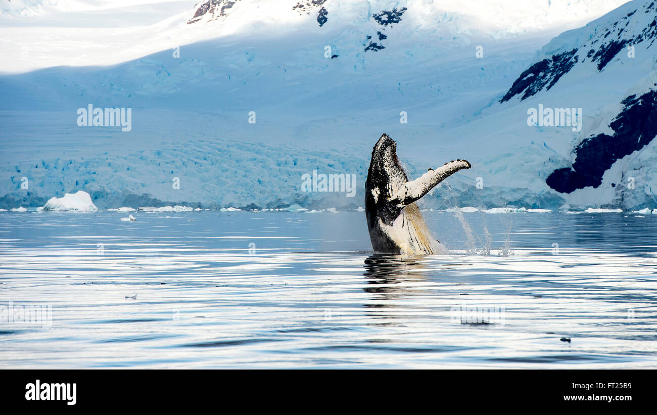 Hampback Wal Verletzung springen Stockfoto