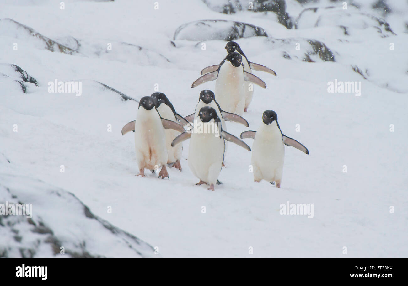 Adelie Penguin auf Schnee Stockfoto