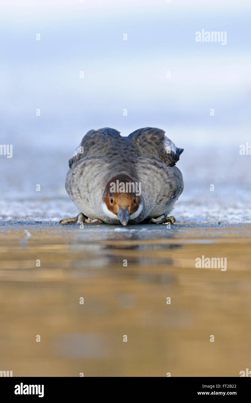 SMEW (Mergellus albellus), weibliche Erwachsene, sitzt am Eisrand eines gefrorenen Wassers, trinkt, lustige Frontalansicht, Tierwelt, Europa. Stockfoto