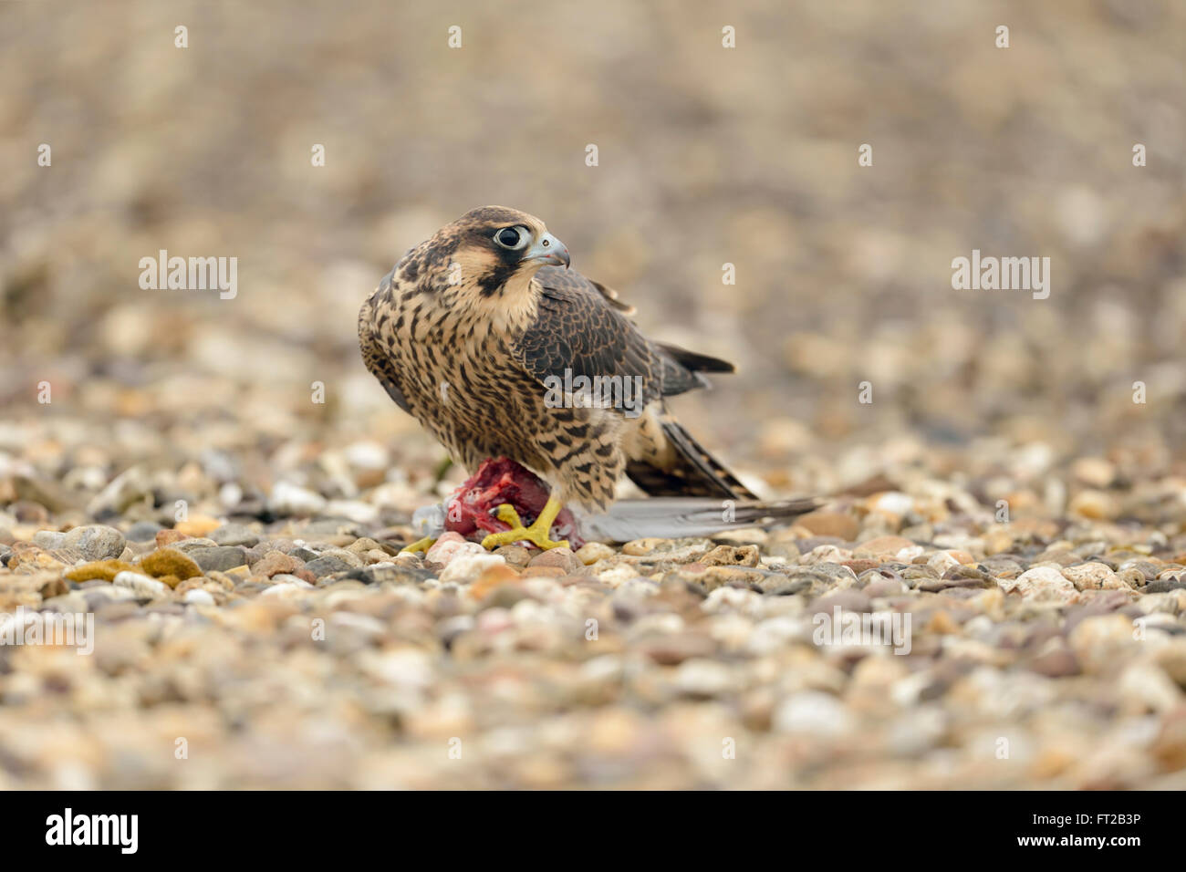Wanderfalke / Duck Hawk (Falco Peregrinus), Jungvogel der Beute, sitzen auf Schotter Terrain, Fütterung auf Beute. Stockfoto