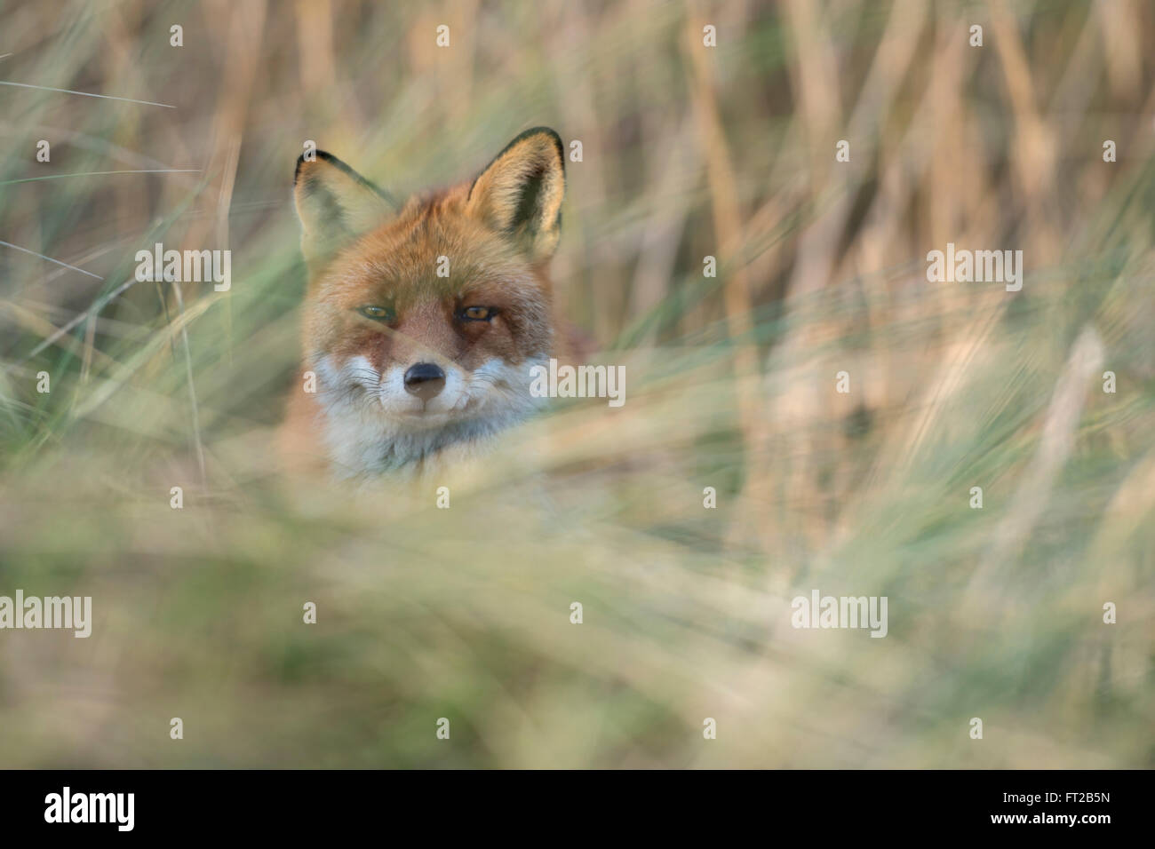 Rotfuchs / Rotfuchs ( Vulpes vulpes ), erwachsen, versteckt, versteckt in hohem Gras, Blick direkt in die Kamera, Tierwelt, Europa. Stockfoto