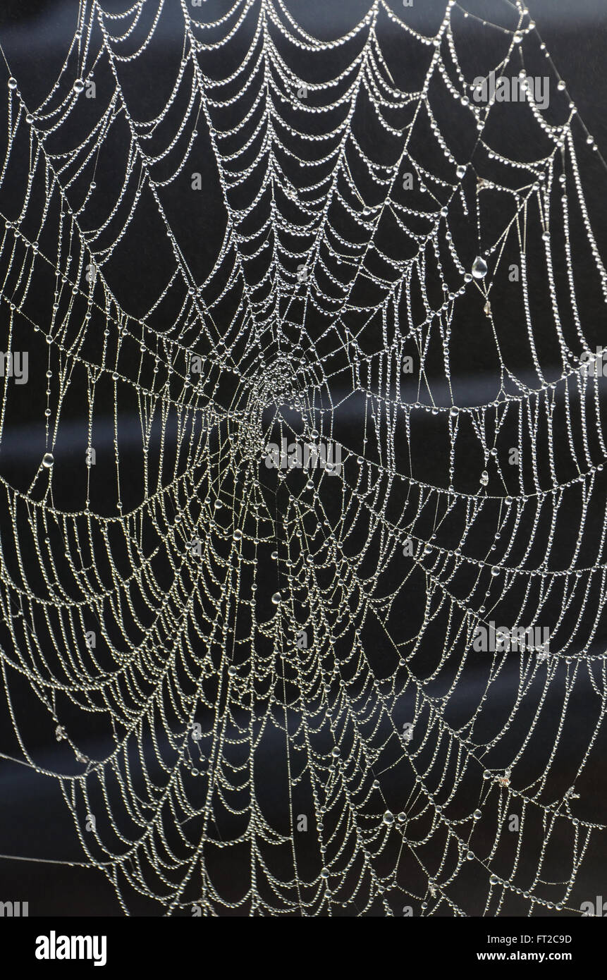 Am frühen Morgen taufrischen Spider Web Stockfoto