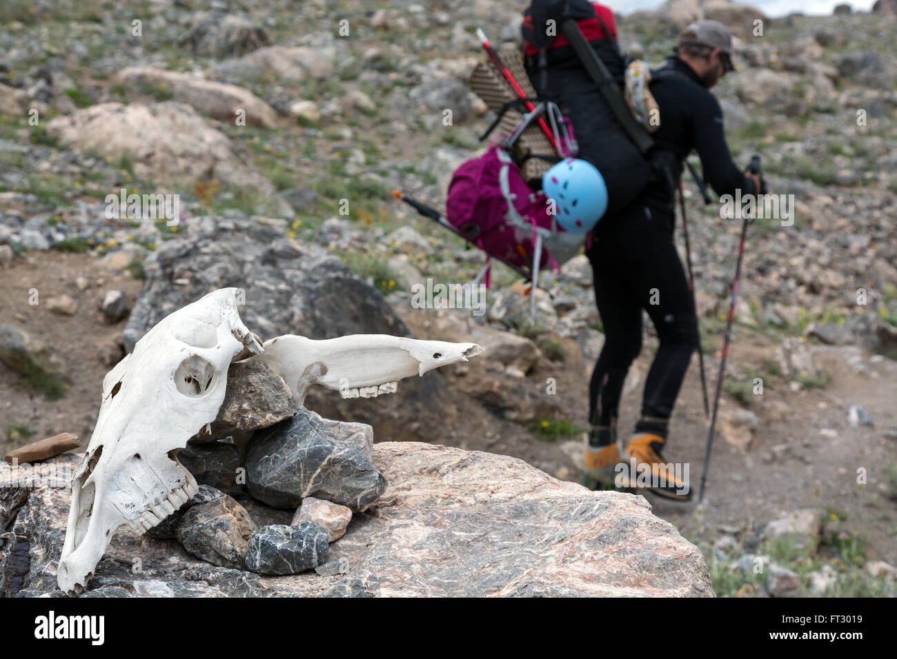 Tierische Schädel und Wanderer mit Rucksack zu Fuß unterwegs auf Hintergrund Stockfoto
