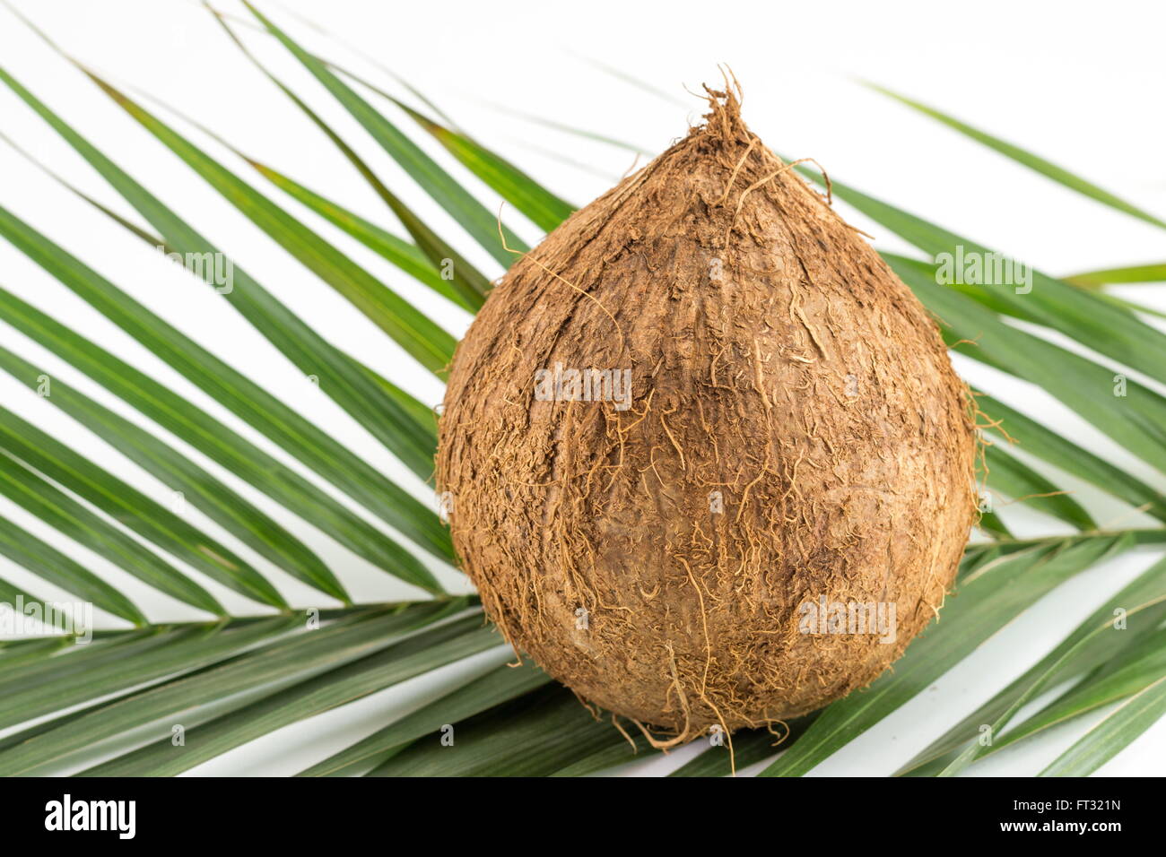 Ganze Kokosnüsse mit Kokosnussblättern auf weiß Stockfoto