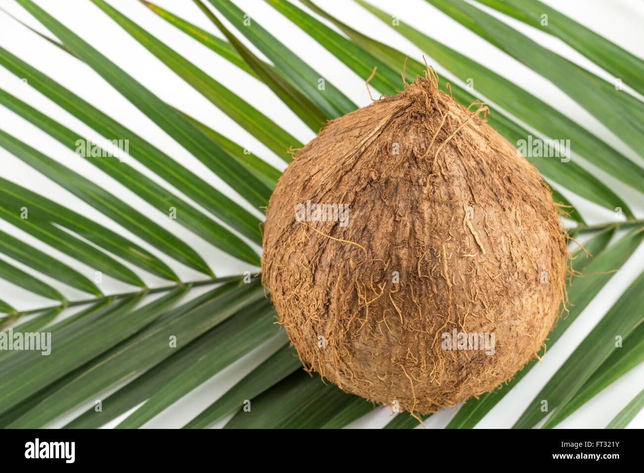 Ganze Kokosnüsse mit Kokosnussblättern auf weiß Stockfoto