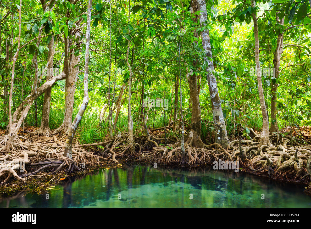Tha Pom, den Mangrovenwald in Krabi, Thailand Stockfoto