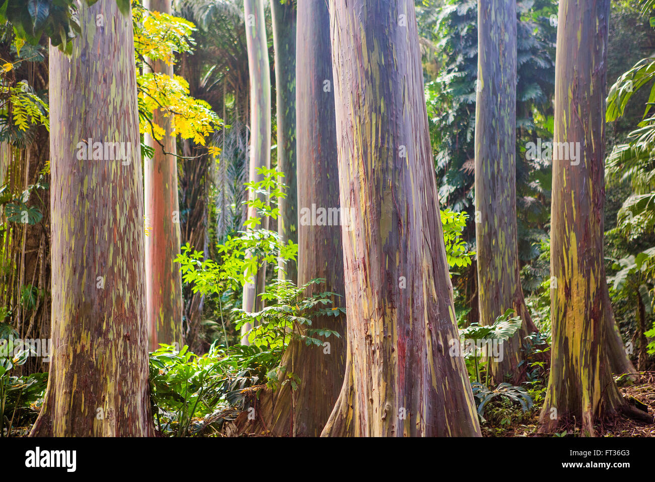 Eukalyptus-Regenbogen-Baumstamm Stockfoto