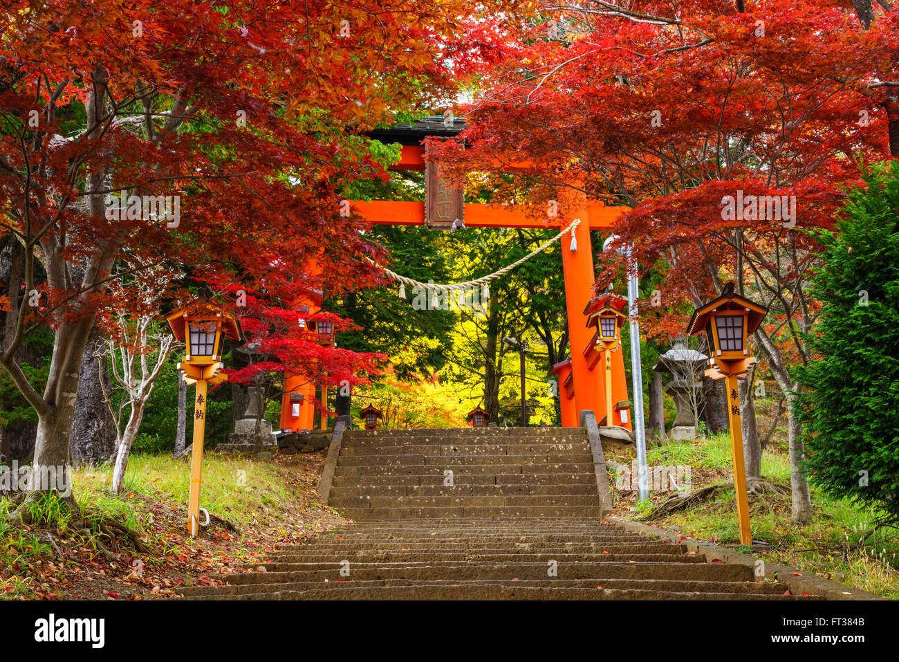 Torii-Tor zur Chureito Pagode im Herbst, Fujiyoshida, Japan Stockfoto