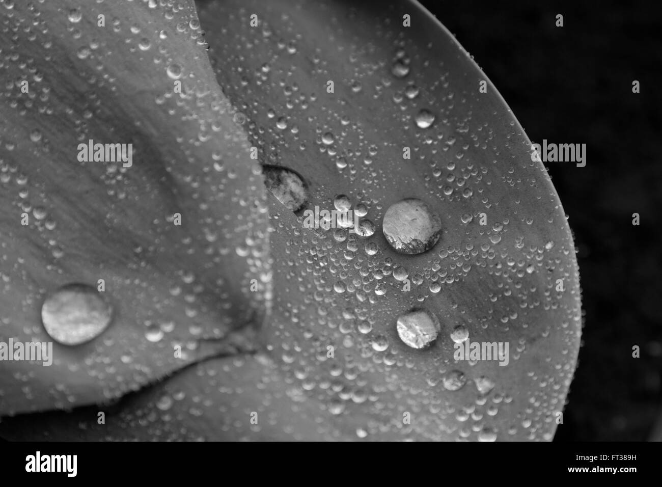 Eine Tulpe Blatt nach einem Morgen Regen Tropfen. Stockfoto