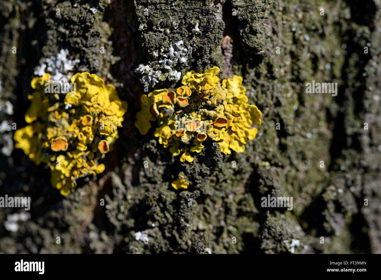 Makro gelbe Moos auf Rinde Baum Stockfoto