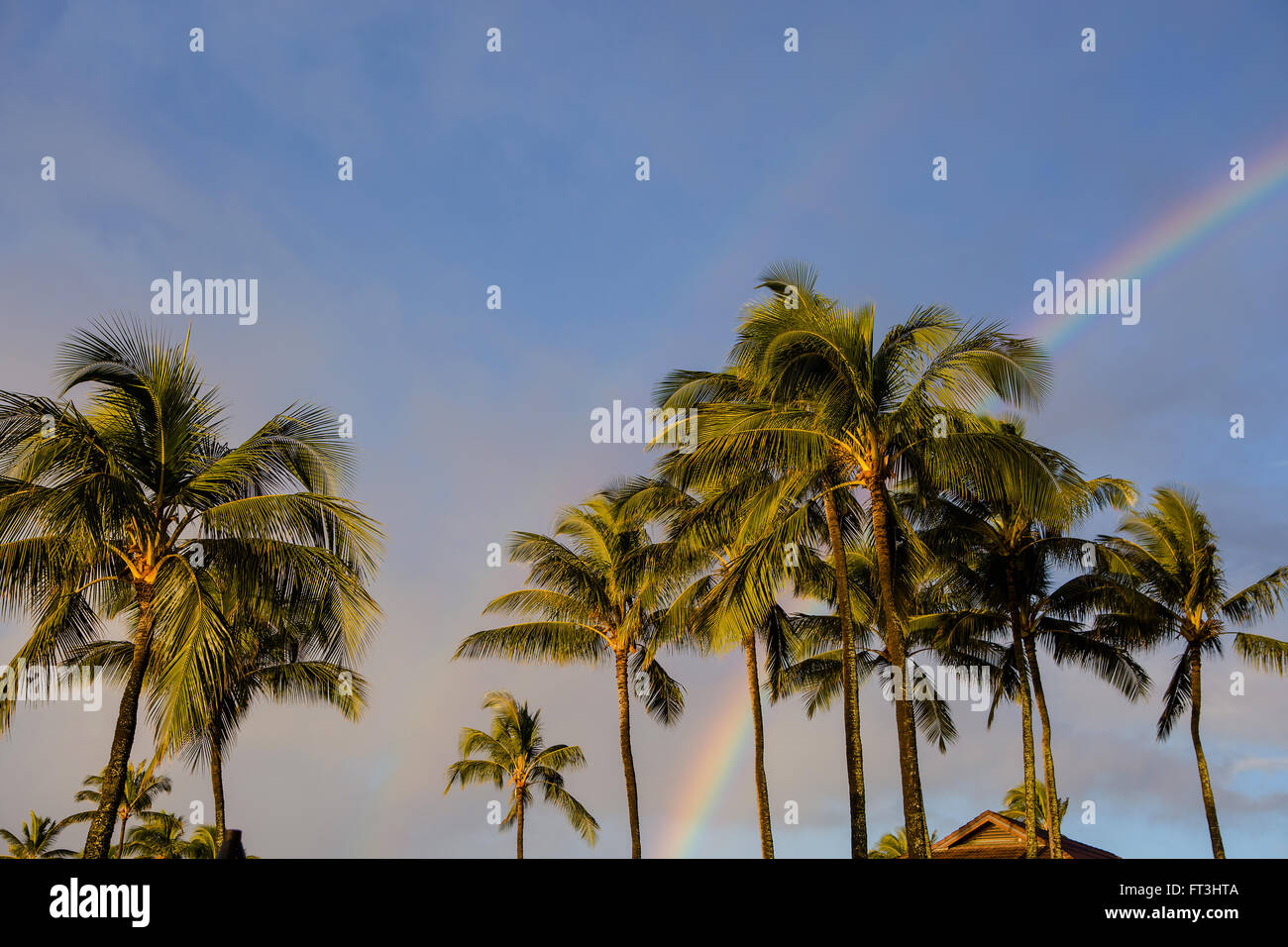 Palmen mit doppelter Regenbogen Stockfoto