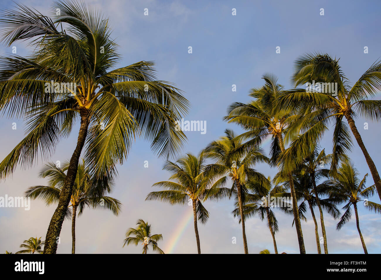 Palmen mit Regenbogen Stockfoto