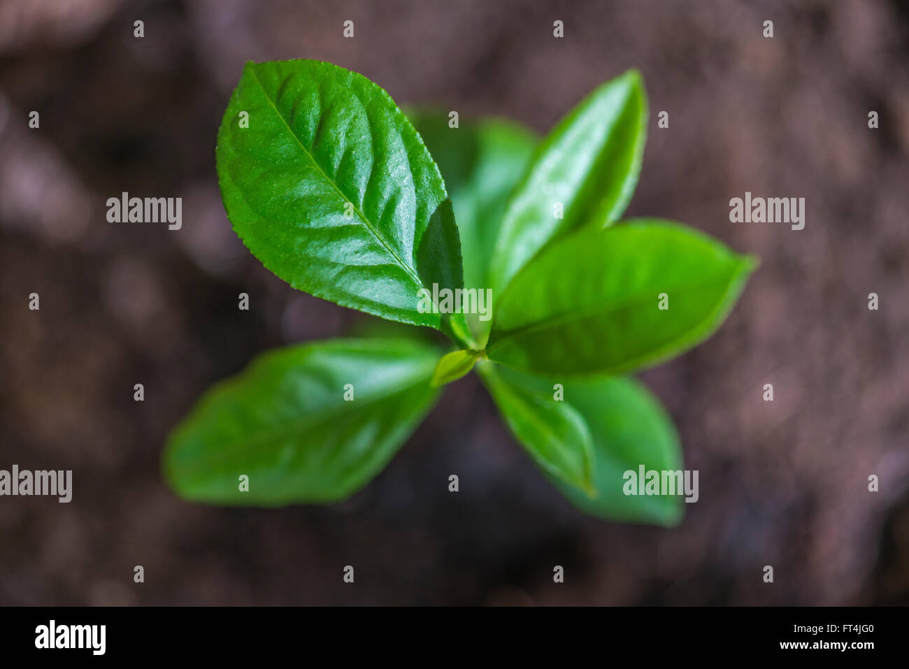 Les Feuilles De Mon Citronnier Jaunissent : Que Faire ? - Le Parisien Jardin