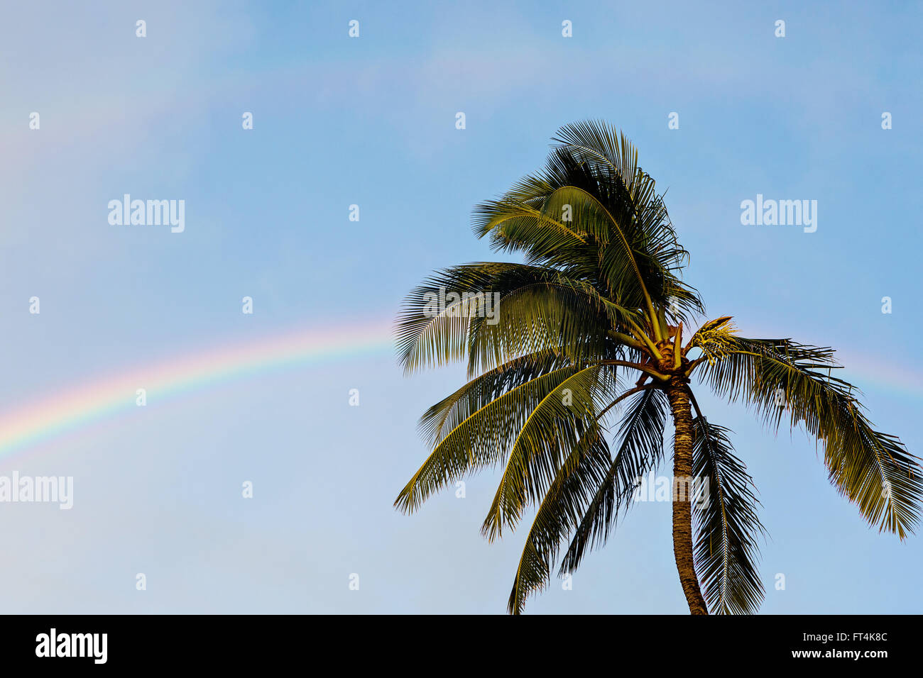Eine Palme mit einem doppelten Regenbogen Stockfoto