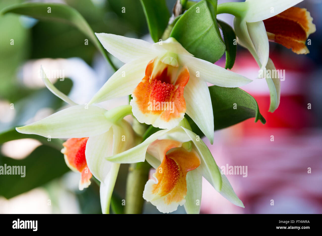Den.Dawn Maree x Den.Hsinying Cruenzuki, schöne Orchidee Stockfoto