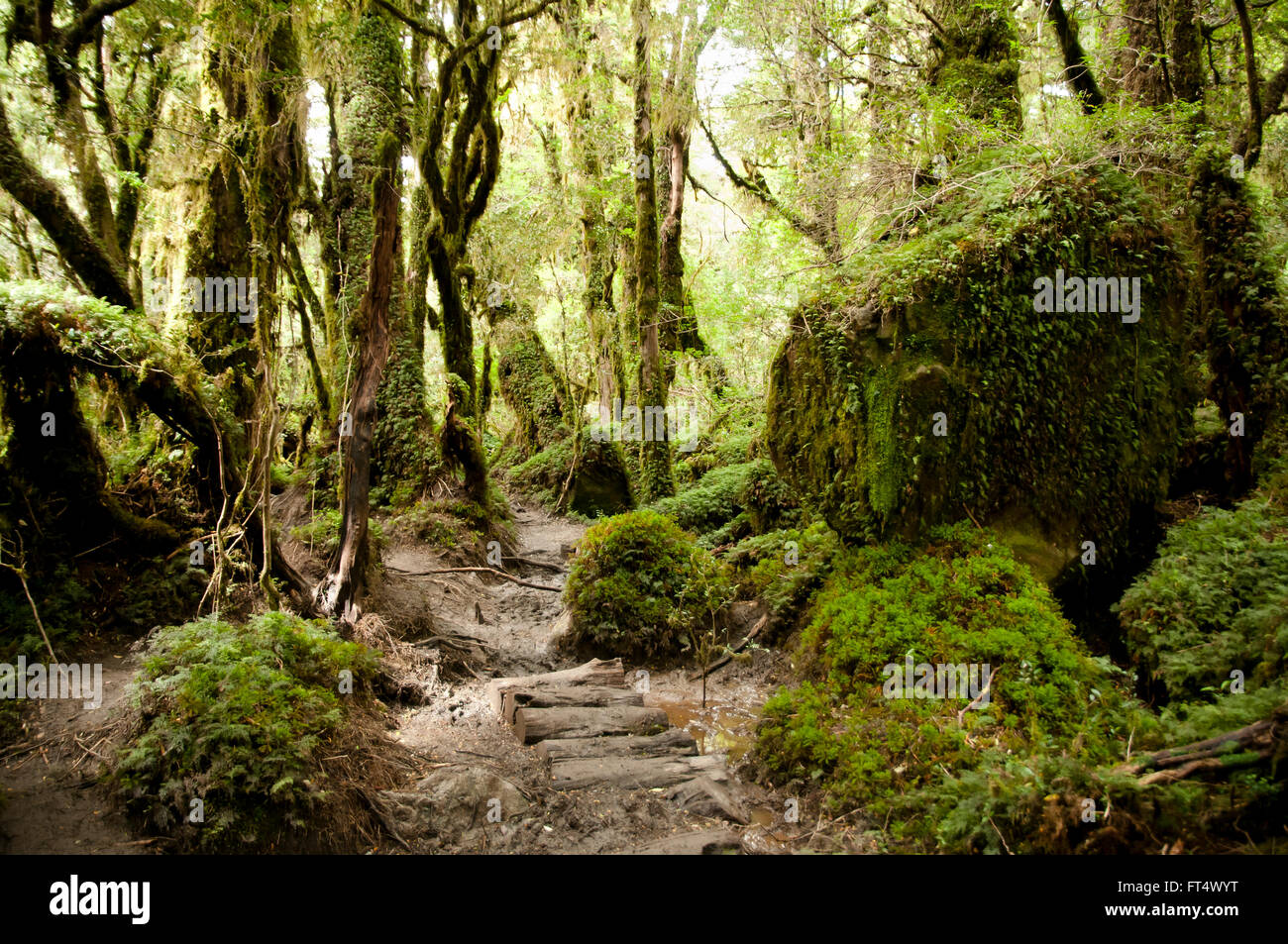 Zauberwald - Queulat Nationalpark - Chile Stockfoto
