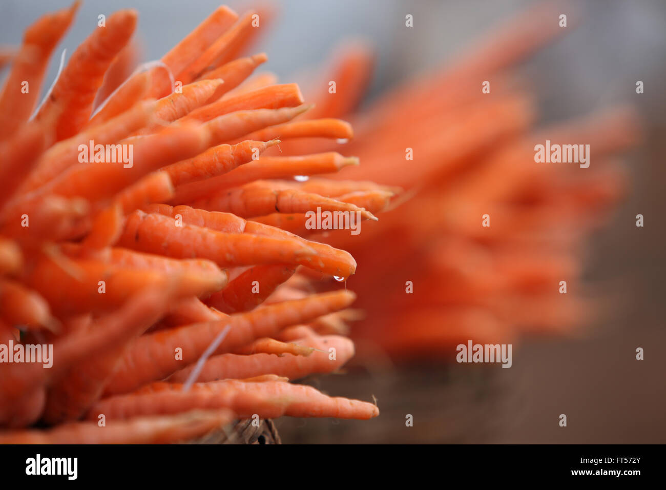 Bauernhof frische Karotten nass mit Regen in eine indische Gemüse-Markt zu verkaufen. Stockfoto