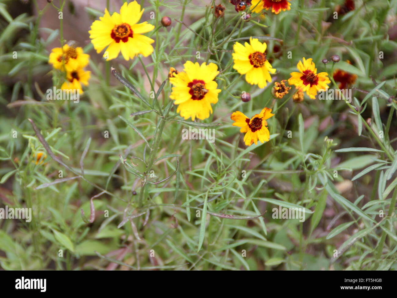 Coreopsis Tinctoria, Plains Coreopsis, goldene Tickseed, kultiviert einjähriges Kraut mit fein geschnittenen Blättern und gelben Blüten Stockfoto