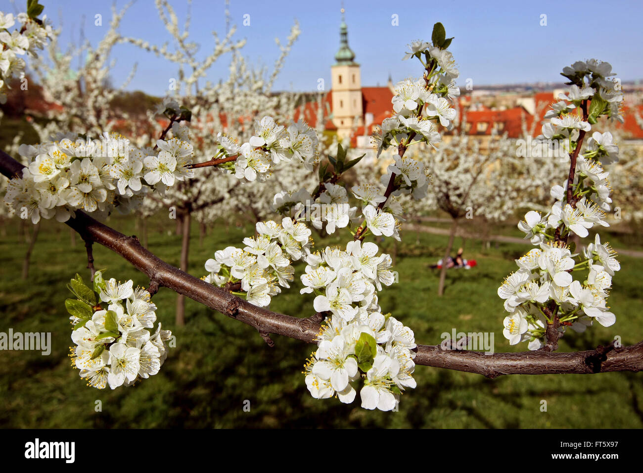 Prager Frühling. Kirche "Prager Jesulein" im Hintergrund Stockfoto