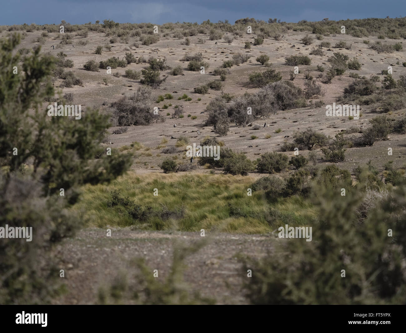 Magellan-Pinguin (Spheniscus Magellanicus) gesehen in freier Wildbahn in Patagonien Argentinien am Punta Tombo. Stockfoto