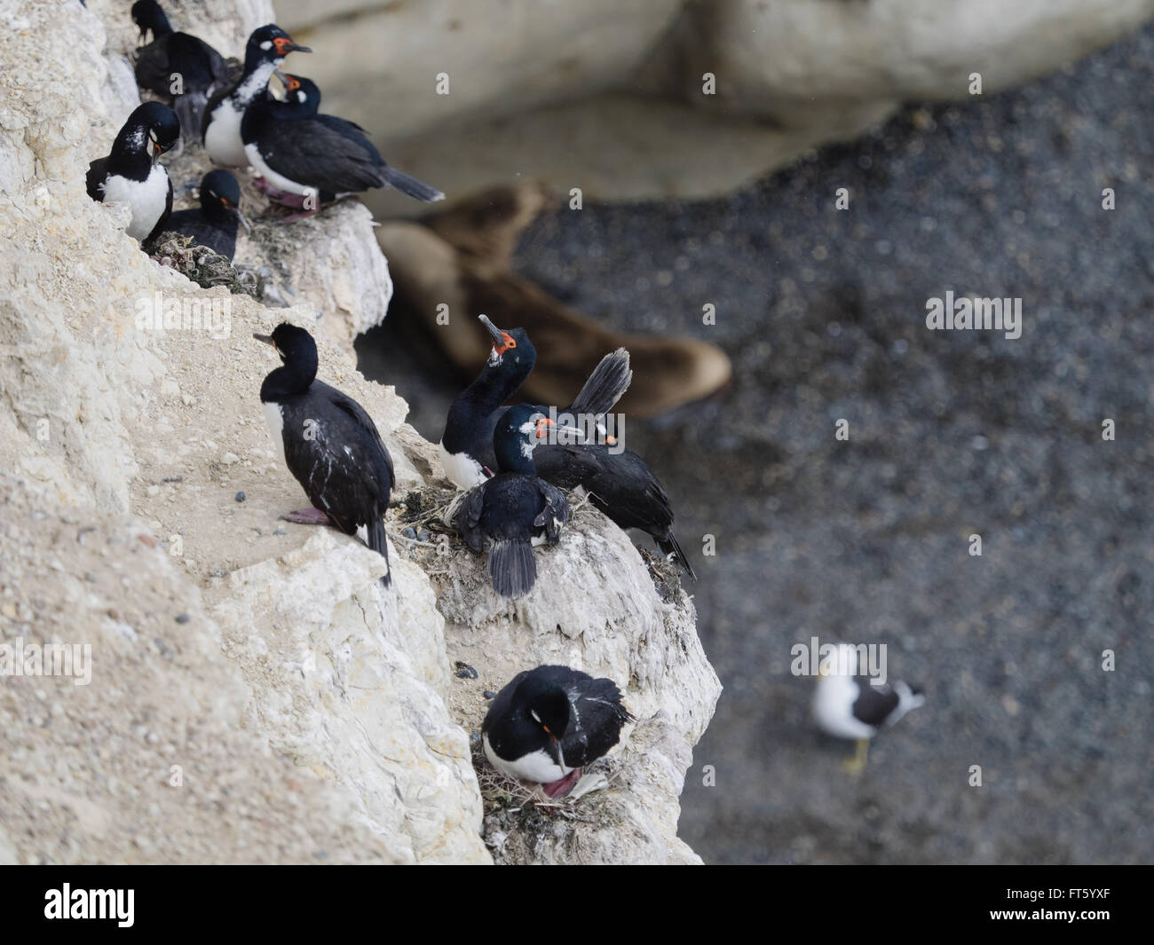 Rock, Shag (Phalacrocorax Magellanicus) oder Magellan Kormoran-Kolonie Stockfoto