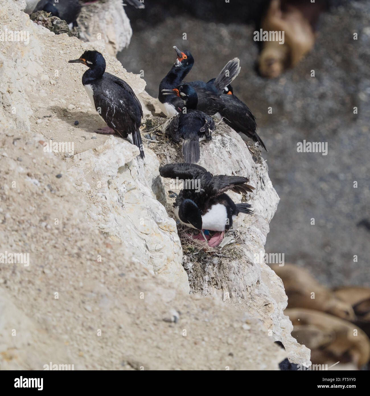 Rock, Shag (Phalacrocorax Magellanicus) oder Magellan Kormoran-Kolonie Stockfoto