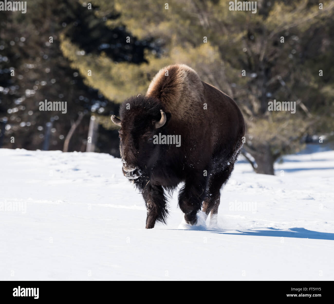 Amerikanische Bisons im Winter Stockfoto