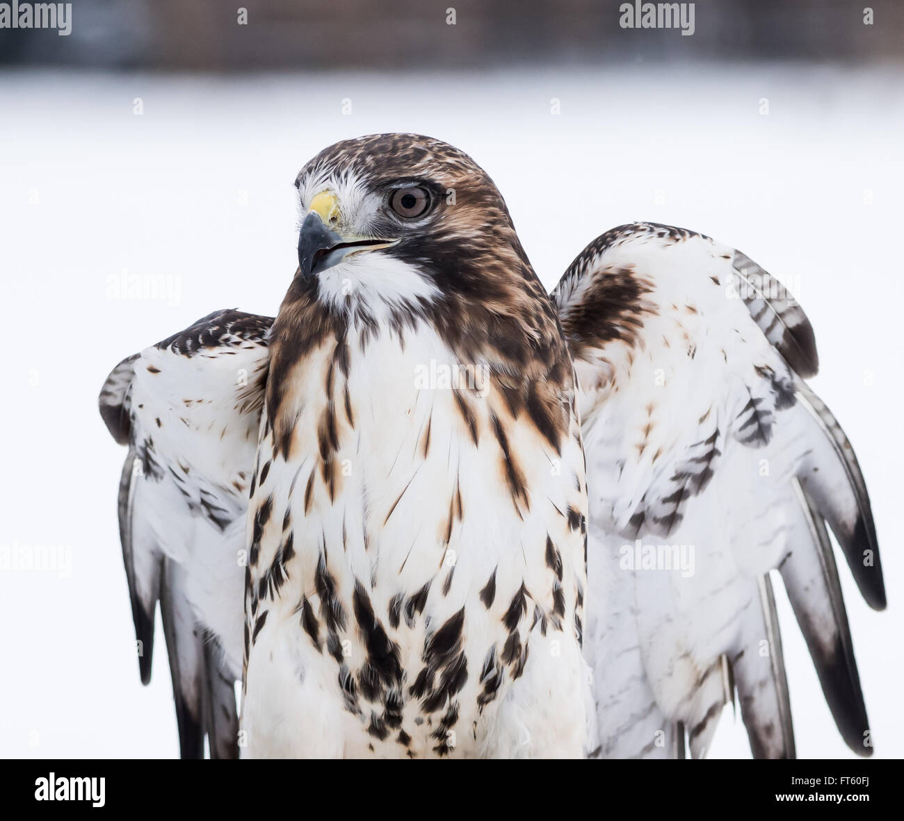 Rot - angebundener Falke Portrait auf weißem Hintergrund, isoliert Stockfoto