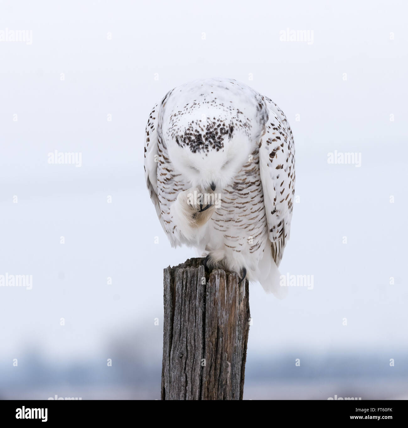 Schneeeule putzen Stockfoto