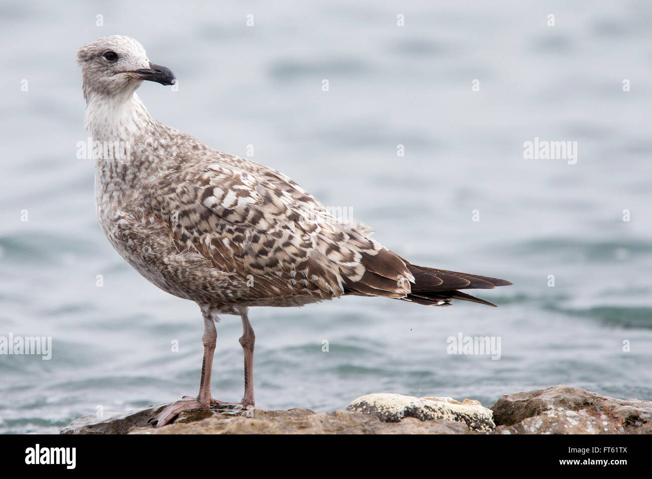 Gelb-legged Möve, (Larus Michahellis) erste-Winter, stehend, Fuerteventura, Kanarische Inseln, Spanien. Stockfoto