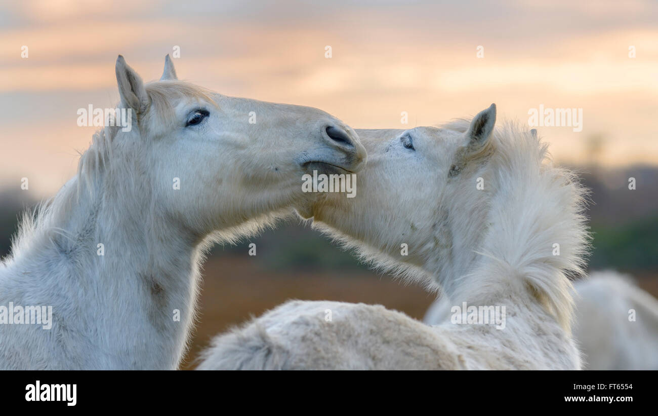 Camargue-Pferde, soziales Verhalten, gegenseitiges knabbern, Rhone-Delta, Camargue, Südfrankreich, Frankreich Stockfoto