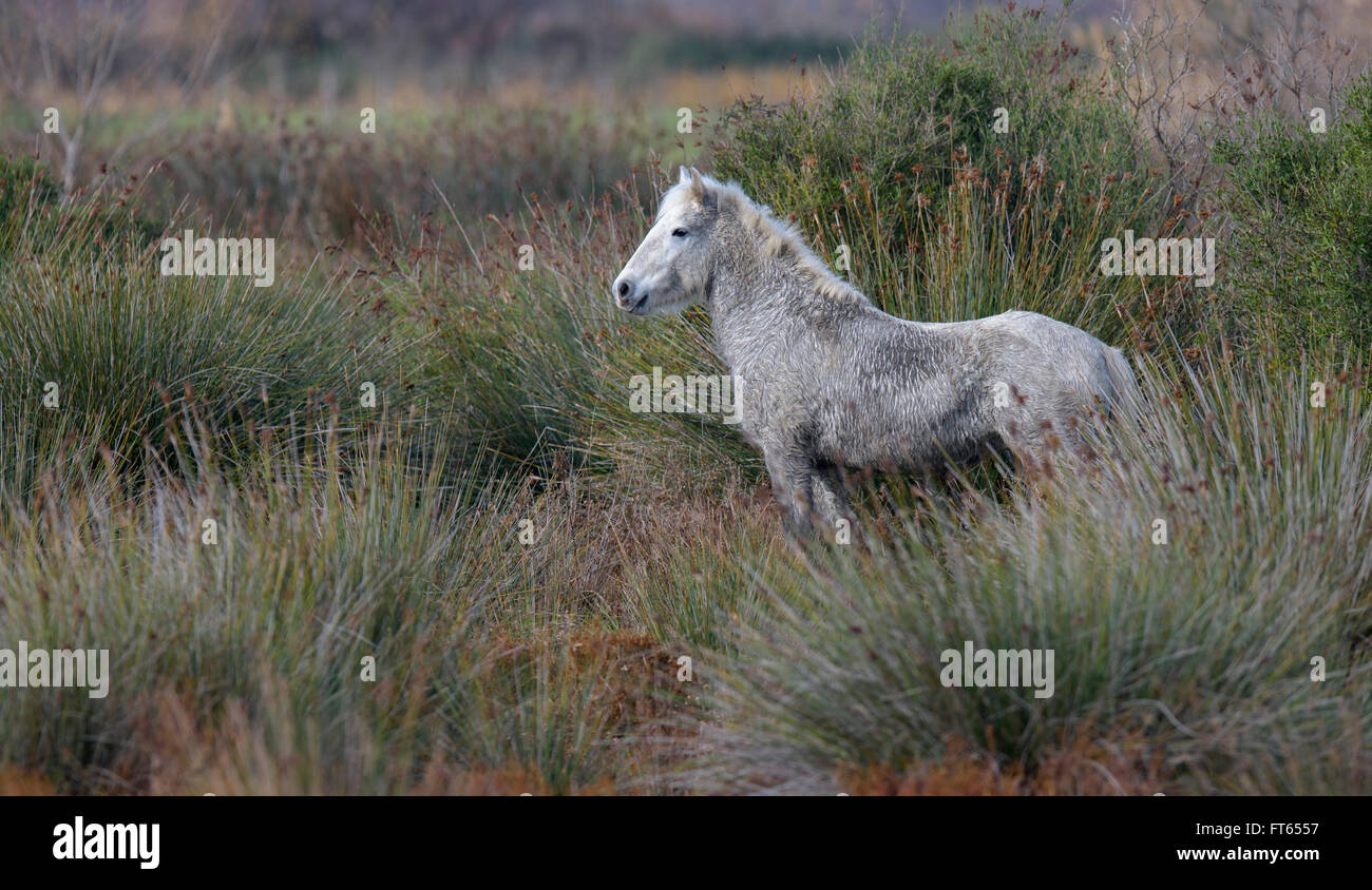 Camargue-Pferd, Jährling unter Schilf, Bouches-du-, Camargue, Südfrankreich, Frankreich Stockfoto