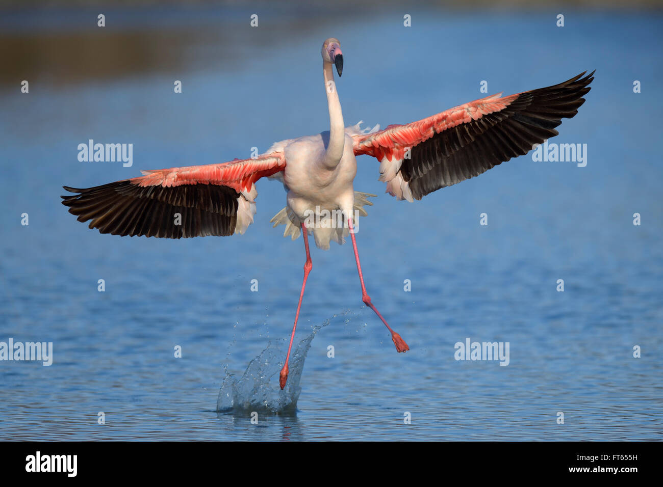 Rosaflamingo (Phoenicopterus Roseus) Landung auf See, Camargue, Südfrankreich, Frankreich Stockfoto