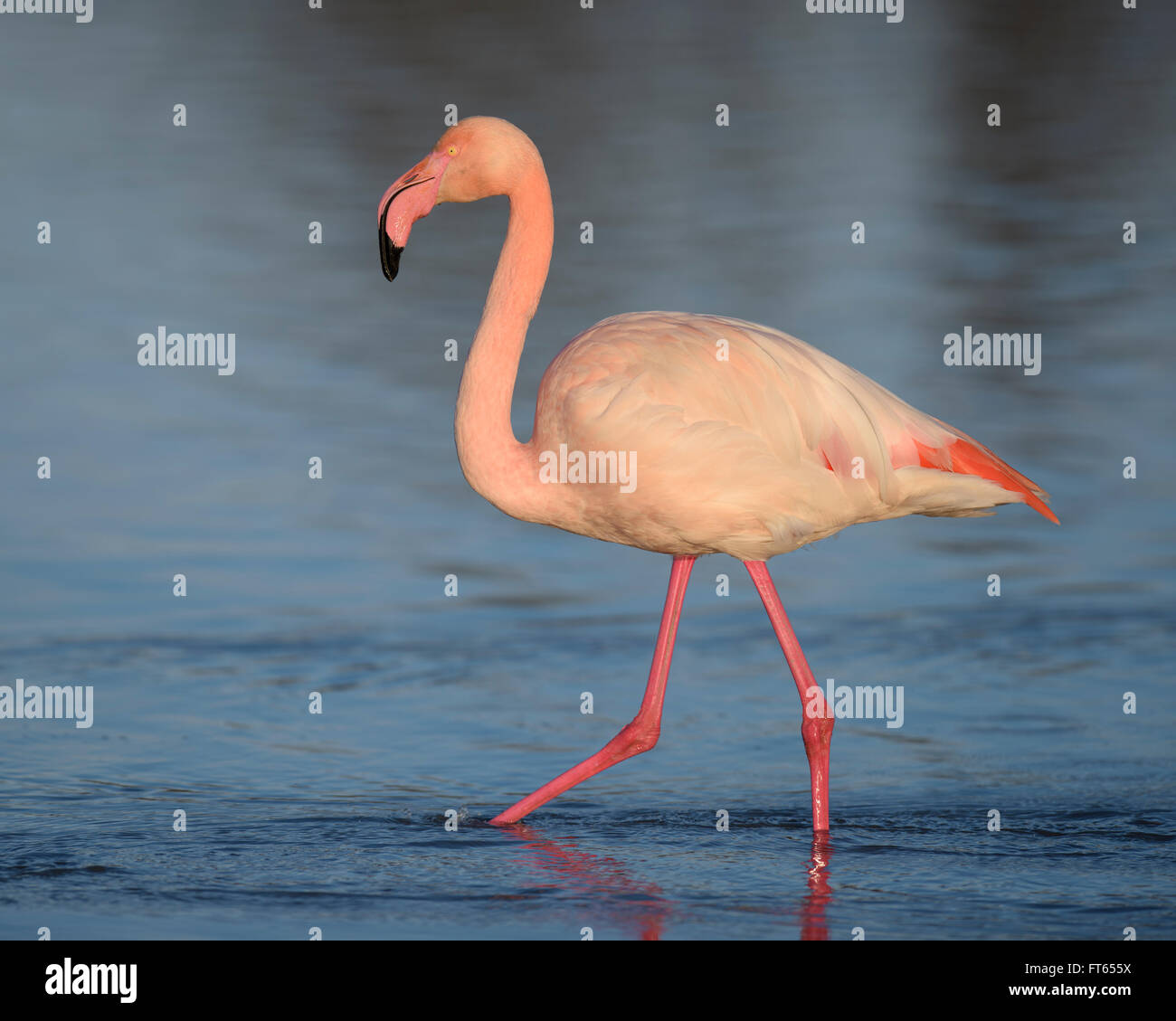 Rosaflamingo (Phoenicopterus Roseus) waten durch Lagune, Camargue, Südfrankreich, Frankreich Stockfoto