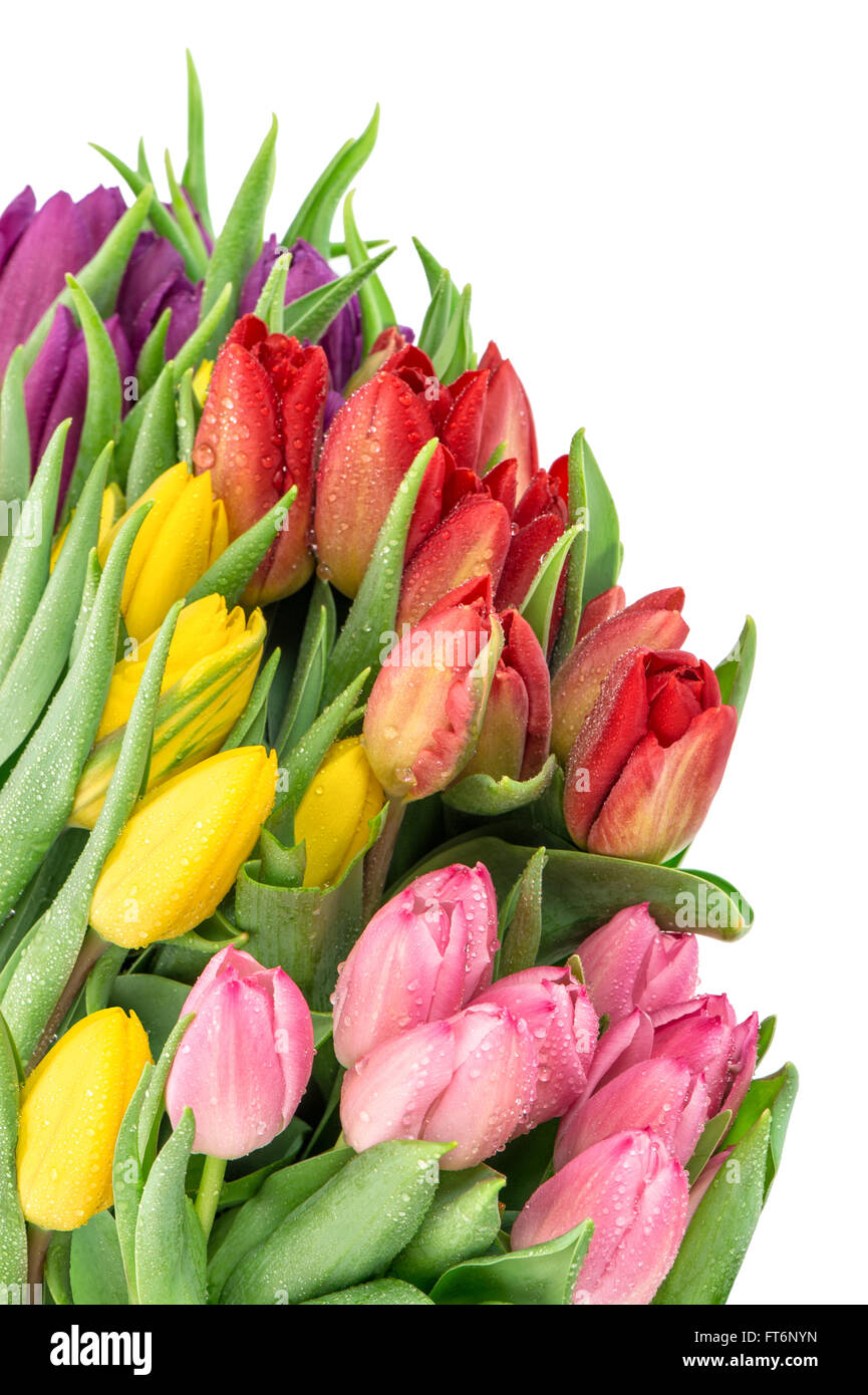 Tulpe Blumen. Bouquet von frischen Frühling Blüten mit Wasser Tropfen isolierten auf weißen Hintergrund Stockfoto