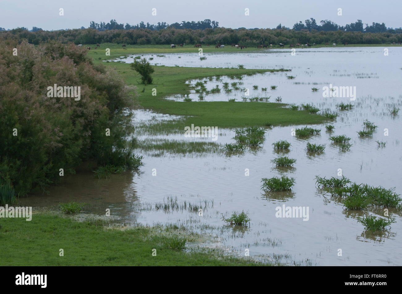 Wertvolle Feuchtgebiete rund um El Rocio in Coto Donana, Spanien Stockfoto