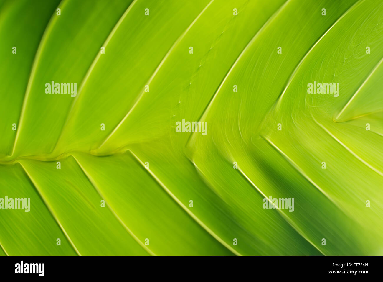 Textur von einem grünen Blatt als Hintergrund Stockfoto