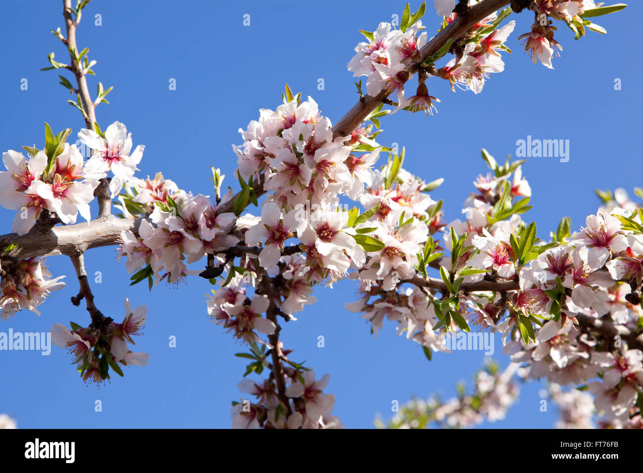 Mandelbäume in voller Blüte Stockfoto