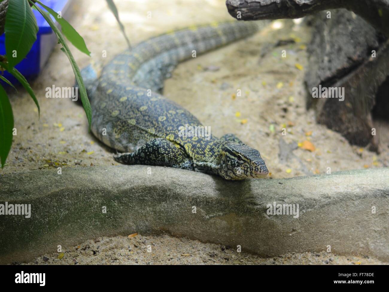 schöne Erwachsene Wasser-Monitor (Varanus Salvator) auf Boden Stockfoto