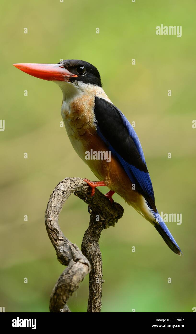 schöne schwarz-capped Kingfisher (Halcyon Pileata) Possing auf Ast Stockfoto