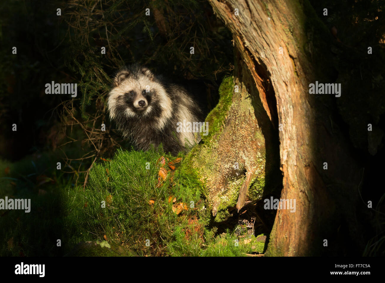 Marderhund (Nyctereutes procyonoides) im natürlichen Scheinwerferlicht, heimlich in einem dunklen Waldbock Stockfoto