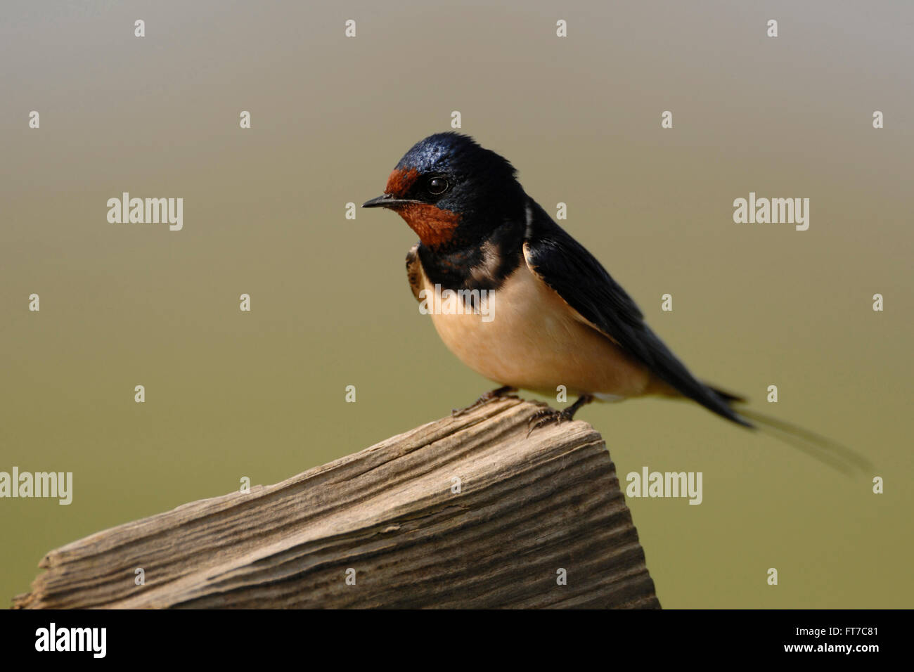 Rauchschwalbe / Rauchschwalbe (Hirundo Rustica) sitzt auf einem hölzernen Zaun vor schöner sauberer Hintergrund. Stockfoto