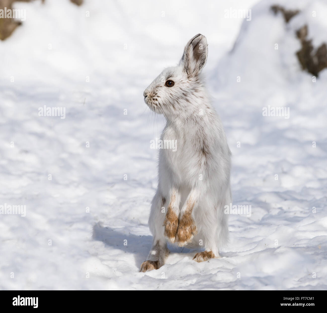 Weißen Schneeschuh-Hasen im Winter Stockfoto