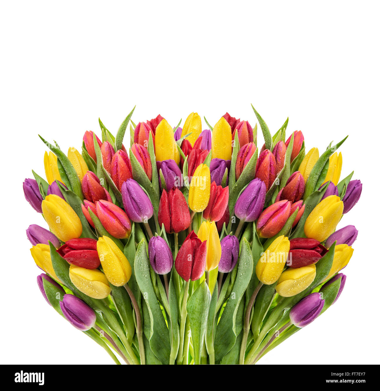 Bouquet von frischen Frühling Tulpen. Bunte Blumen mit Wasser fällt auf weißem Hintergrund Stockfoto
